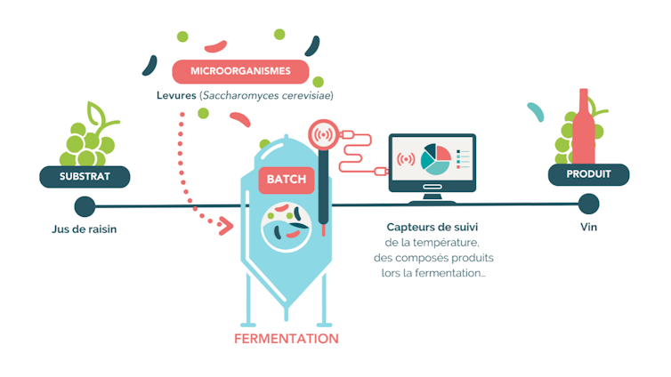 Schéma de la fabrication du vin : le raisin est fermenté par les levures. Des capteurs reliés à la cuve de fermentation nous permettent de suivre en direct la production des arômes du vin